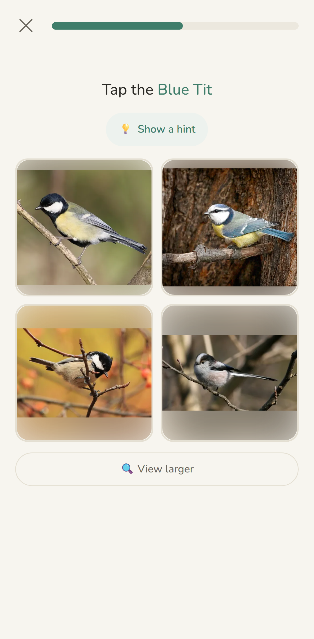 Learn Birds quiz: tap the Blue Tit from a grid of similar tit photos
