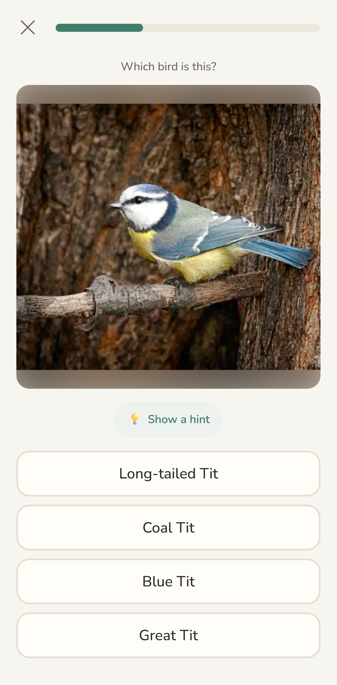 Learn Birds quiz: a photo of a Blue Tit with name options to choose from